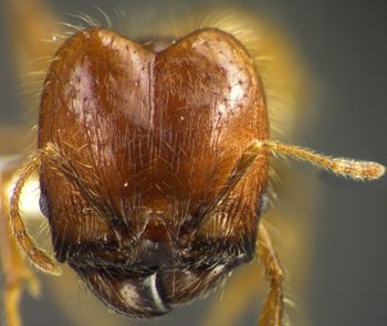Media type: image;   Entomology 34408 Aspect: head frontal view
